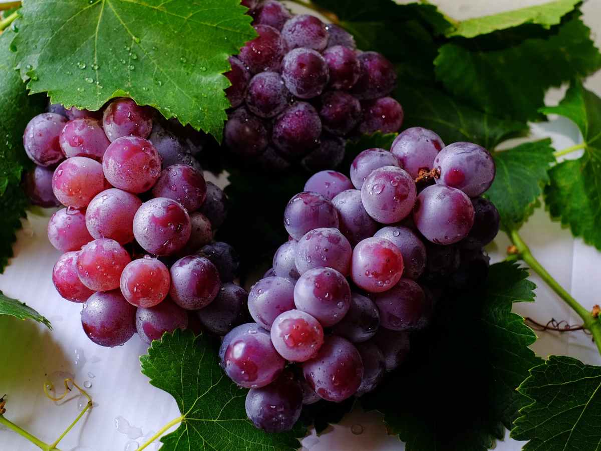 Korean grape