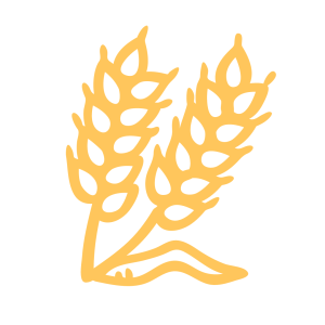 golden yellow wheat