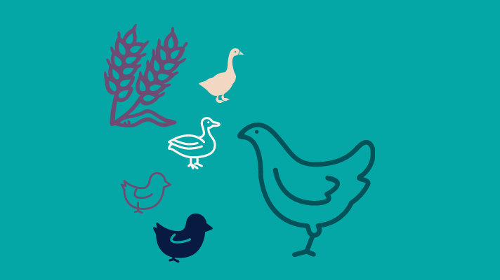 Wheat, goose, duck, two chicks and a hen