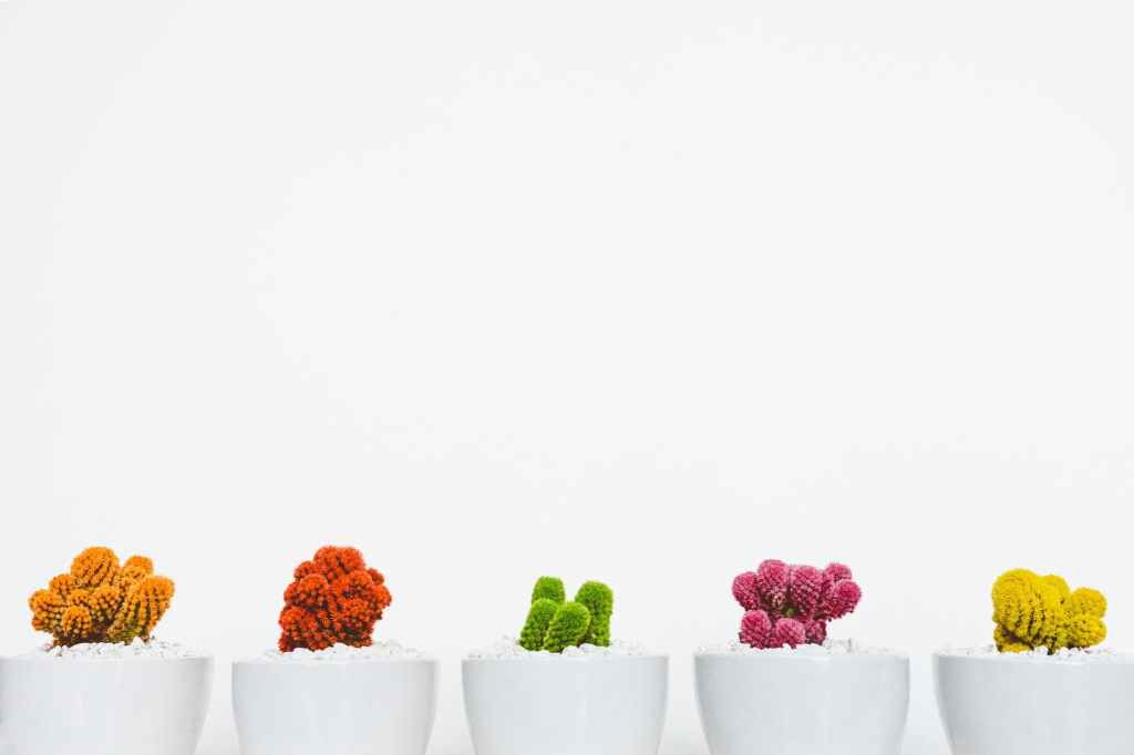five assorted color cacti